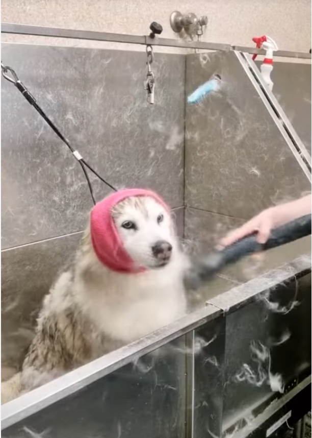 pet blow dryer